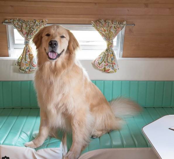 猎犬自是山上丧,归根到底终须离!指是猜一最佳生肖全面释义、统计解答解释落实