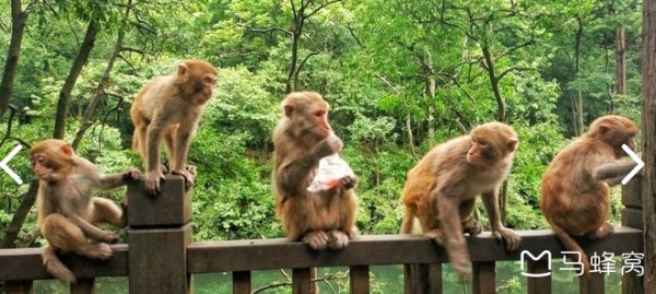 猎犬自是山上丧,归根到底终须离!指是猜一最佳生肖全面释义、统计解答解释落实