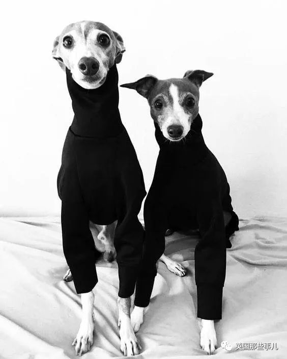 猎犬自是山上丧,归根到底终须离!指是猜一最佳生肖全面释义、统计解答解释落实